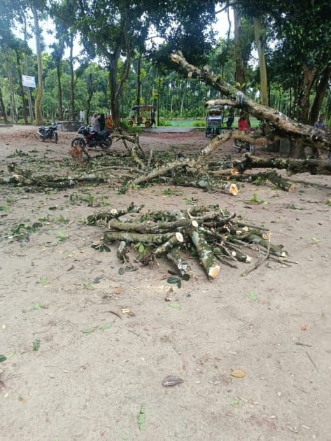 কুড়িগ্রামে নিয়ম ভেঙে মাদরাসার কাঁঠাল গাছ কর্তন: সুপারের বিচারের দাবিতে ১২ দপ্তরে অভিযোগ