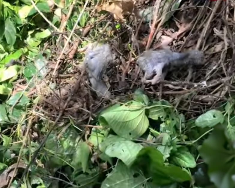 পাখি হত্যার দায়ে শেরপুরে গাছের মালিকের বিরুদ্ধে মামলা