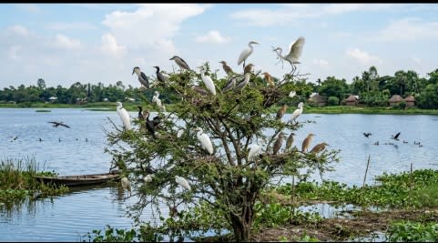 গাছের ডালে ডালে হাজারো পাখি, পঞ্চগড়ের নাজিরপাড়া যেন এক জীবন্ত পাখির রাজ্য