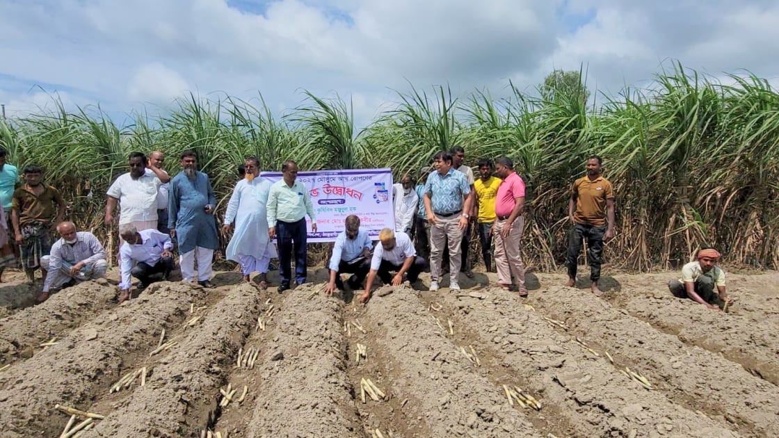 ঠাকুরগাঁওয়ে ২০২৬-২৭ মৌসুমের আখ রোপণ কার্যক্রম উদ্বোধন