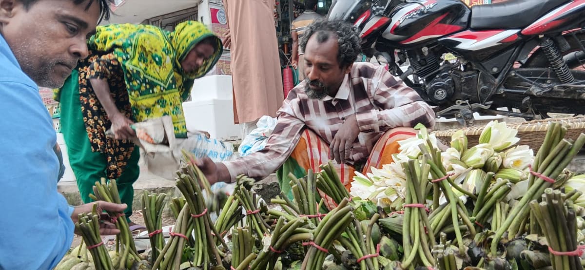 চলনবিলের শাপলা বিক্রিতেই ভাগ্য বদল আব্দুল আলিমের