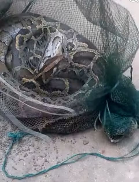 ফুলবাড়ীতে চায়না দুয়ারী জালে ধরা পড়ল ১৩ ফুটের অজগর, ভিড় সামলাতে হিমশিম