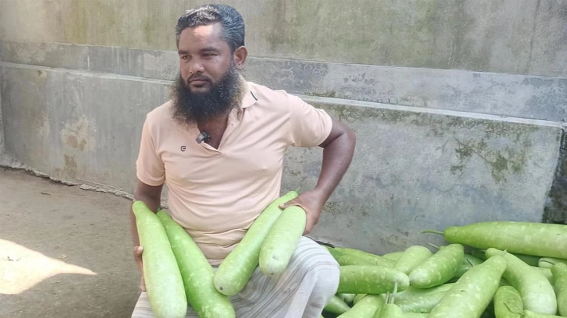 চারটি লাউ এক টাকা, উৎপাদন খরচ তুলতে না পেরে বাগান কাটছেন কৃষক